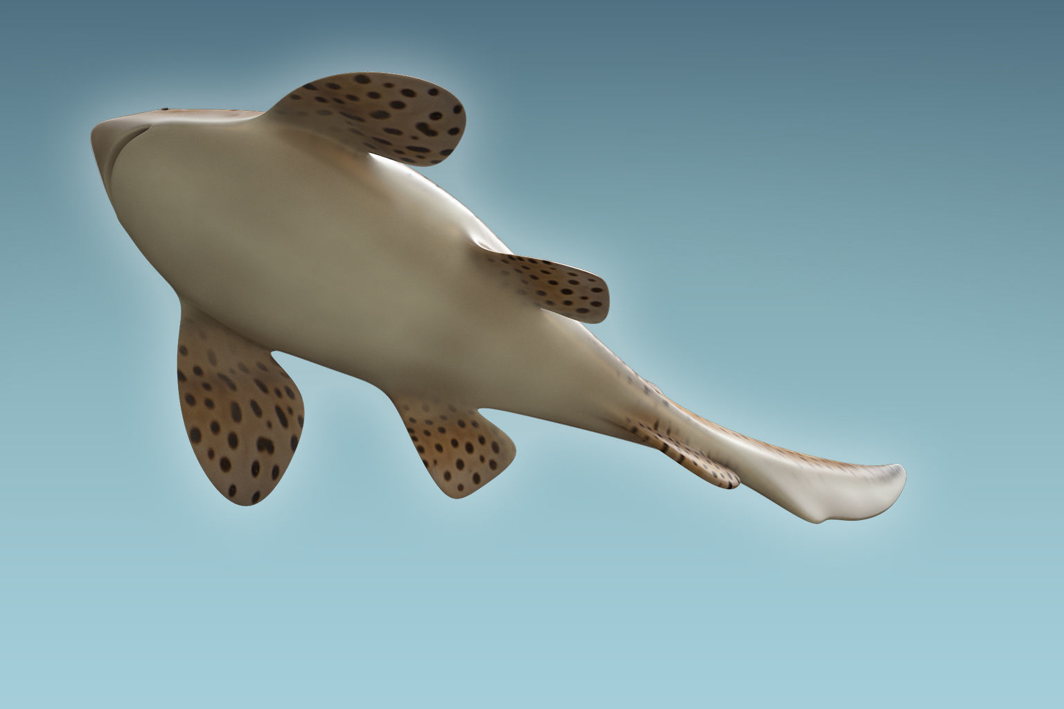 Zebra Shark 3D model_3