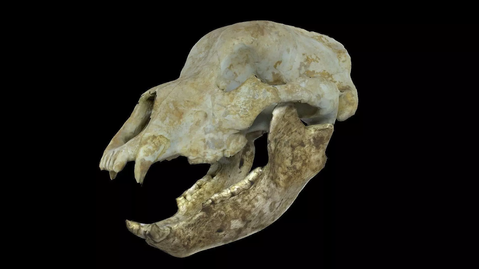 Cave bear Ursus deningeri skull low-poly anim Low-poly 3D model