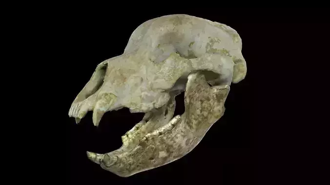 Cave bear Ursus deningeri skull low-poly anim Low-poly 3D model