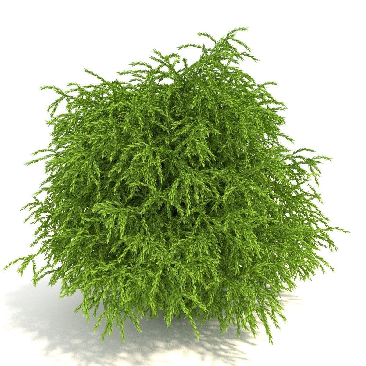Cryptomeria Low-poly 3D model_1