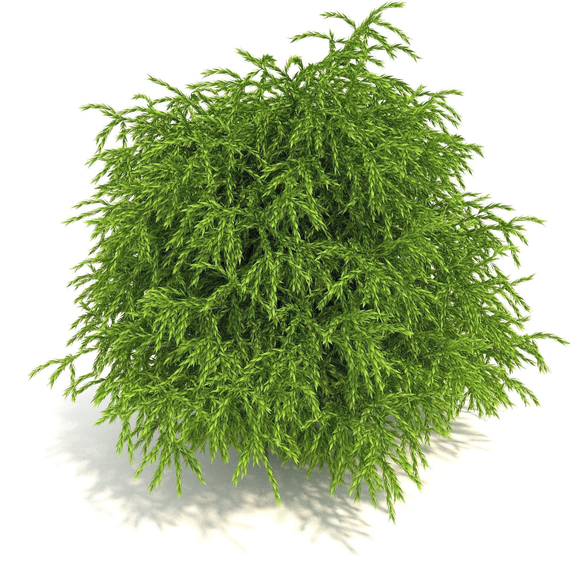 Cryptomeria Low-poly 3D model_4
