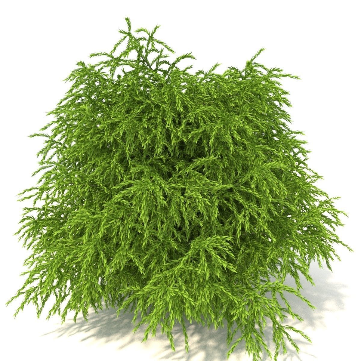 Cryptomeria Low-poly 3D model_2