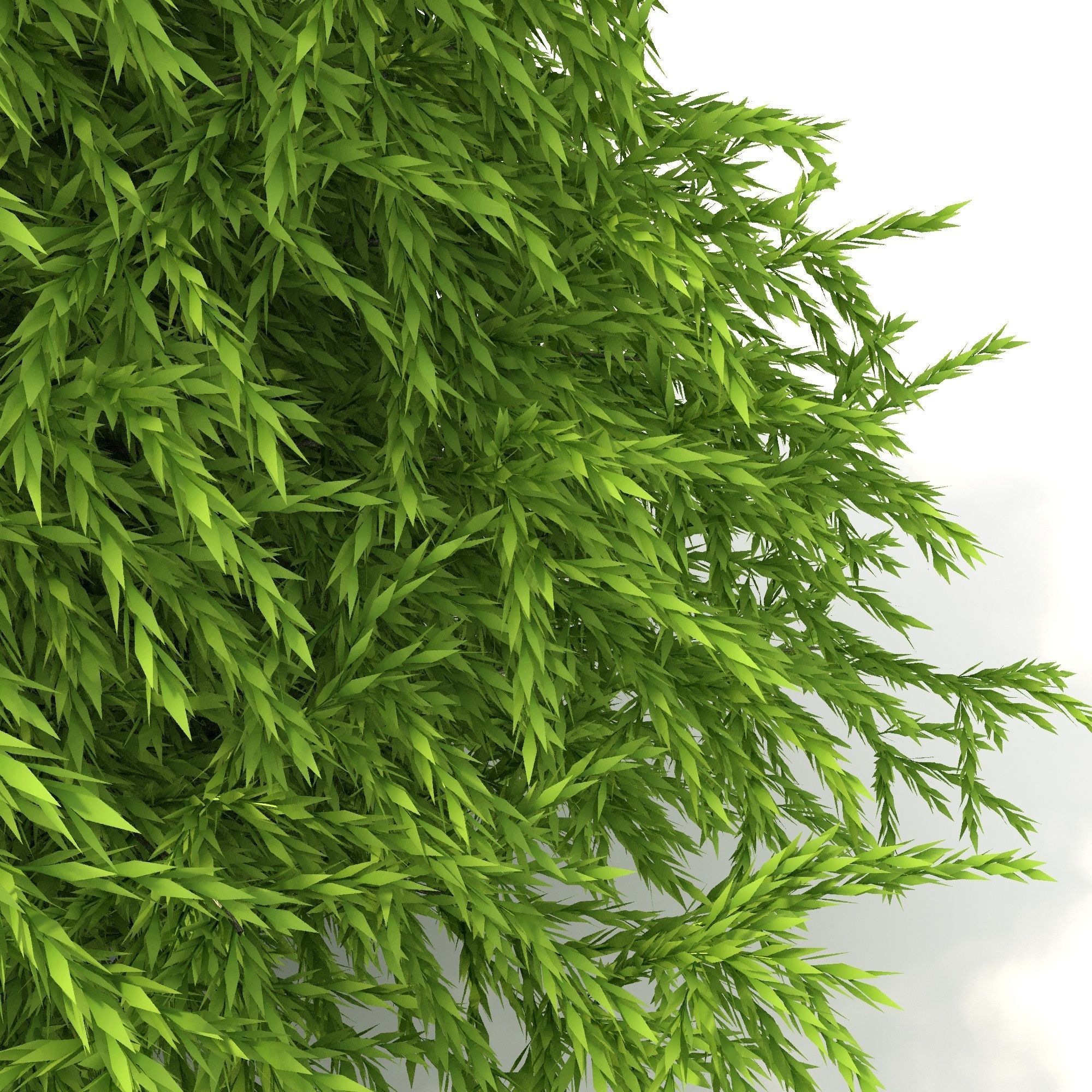 Cryptomeria Low-poly 3D model_5