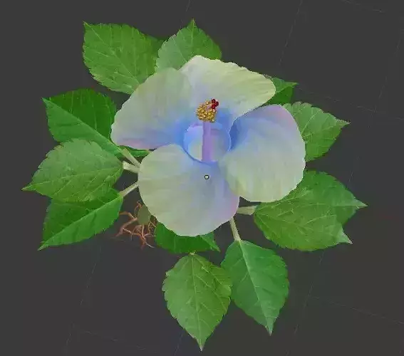 Rose mallow-Chinese hibiscus-Chinese rose-Hibiscus flower-Beauty 3D model
