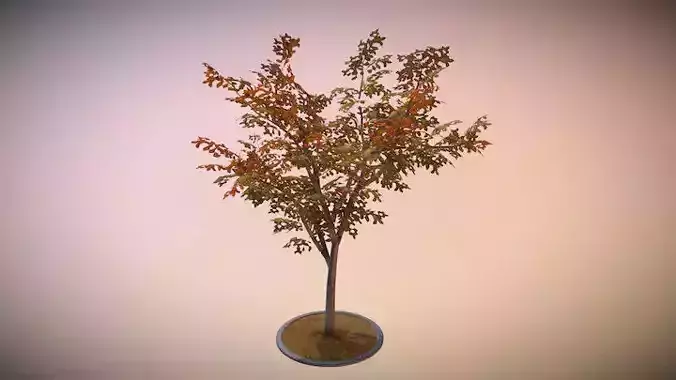 Rowan Tree - Sorbus-Aucuparia - 12m - Autumn Low-poly 3D model