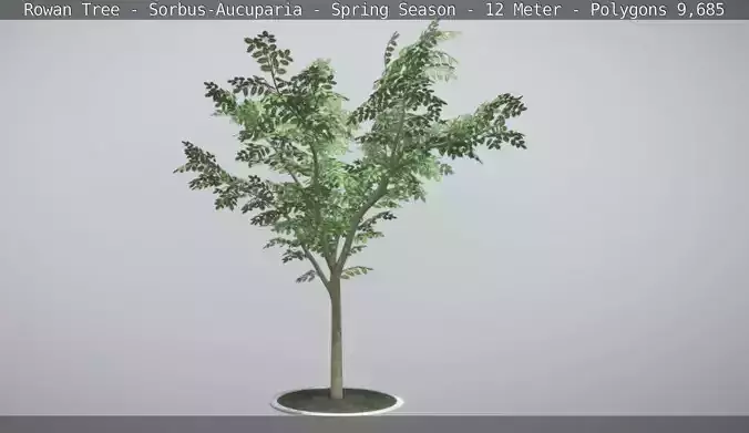 Rowan Tree - Sorbus-Aucuparia - 12m - Spring Low-poly 3D model