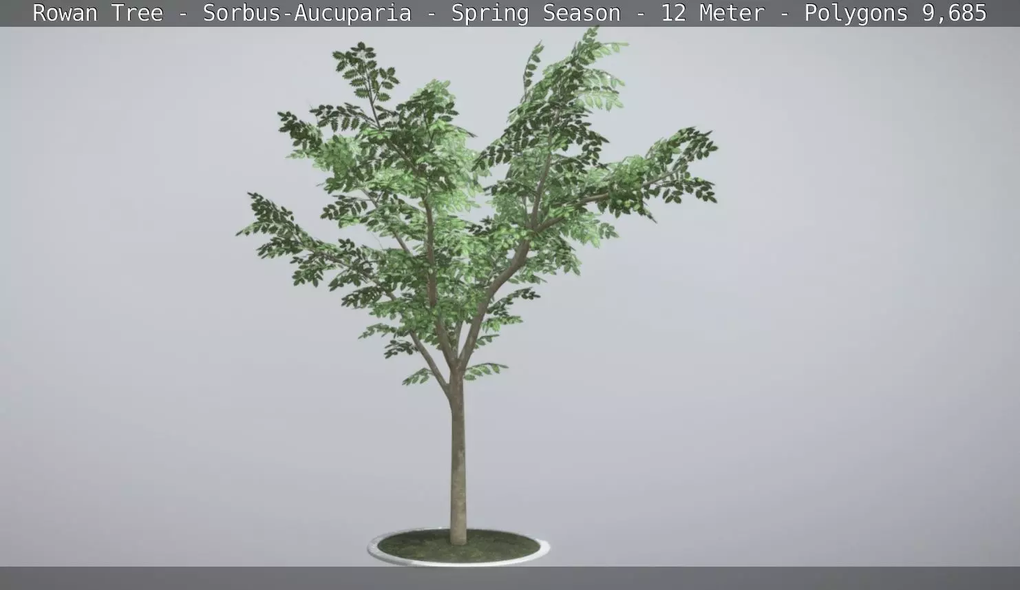 Rowan Tree - Sorbus-Aucuparia - 12m - Spring Low-poly 3D model