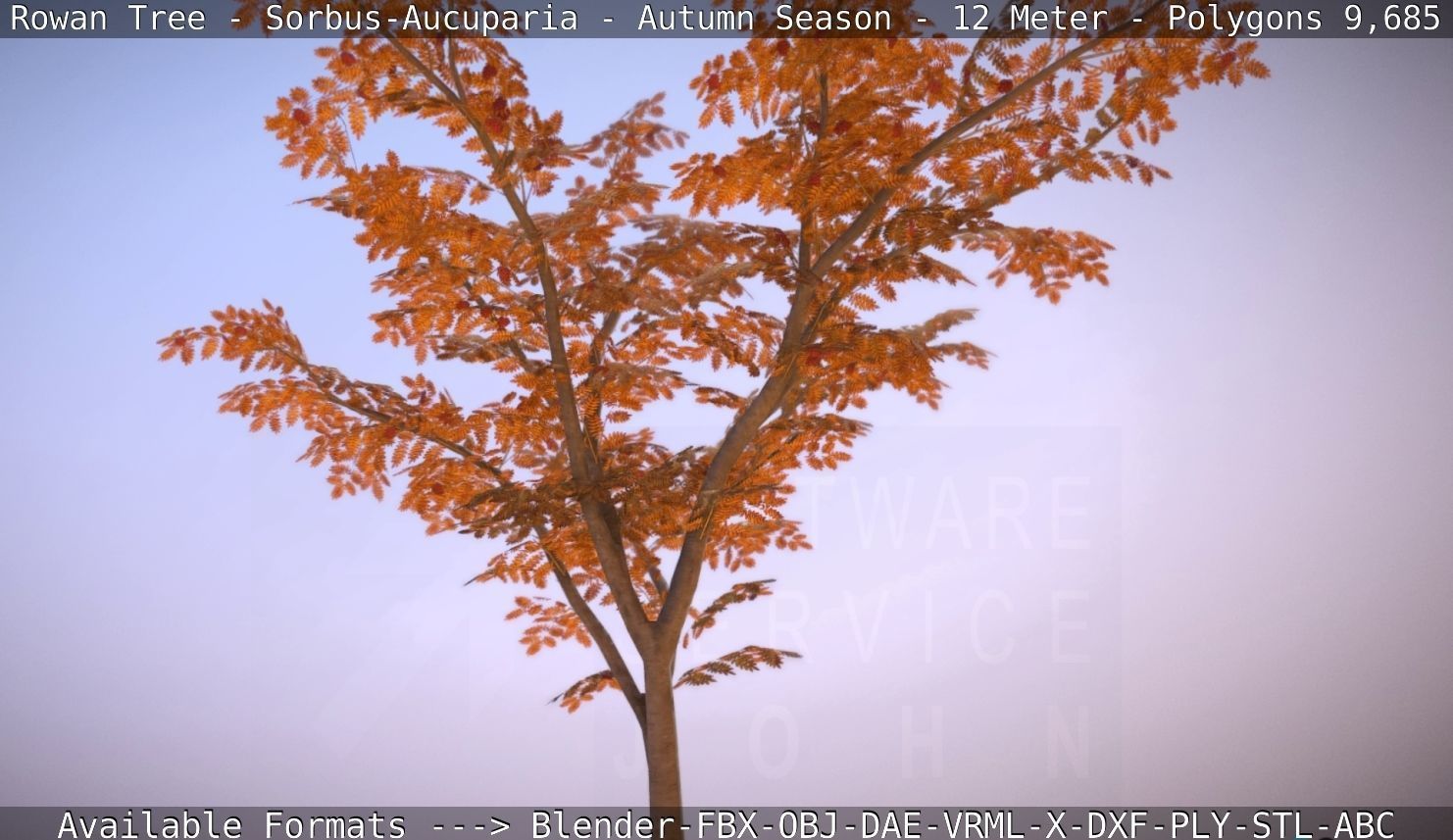 Rowan Tree - Sorbus-Aucuparia - 12m - All Season Package Low-poly 3D model_40