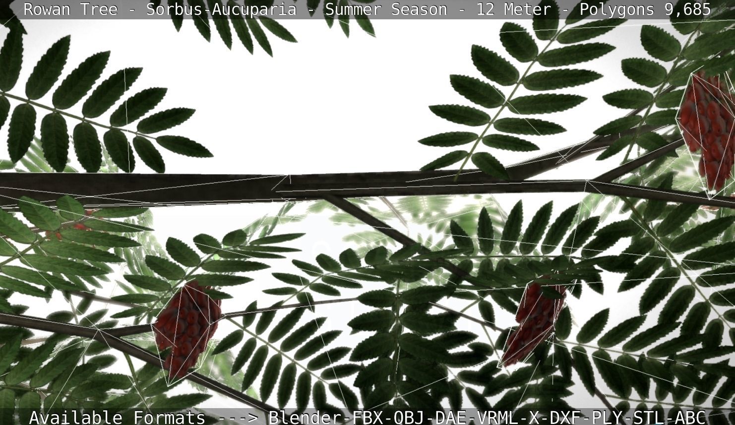 Rowan Tree - Sorbus-Aucuparia - 12m - All Season Package Low-poly 3D model_106