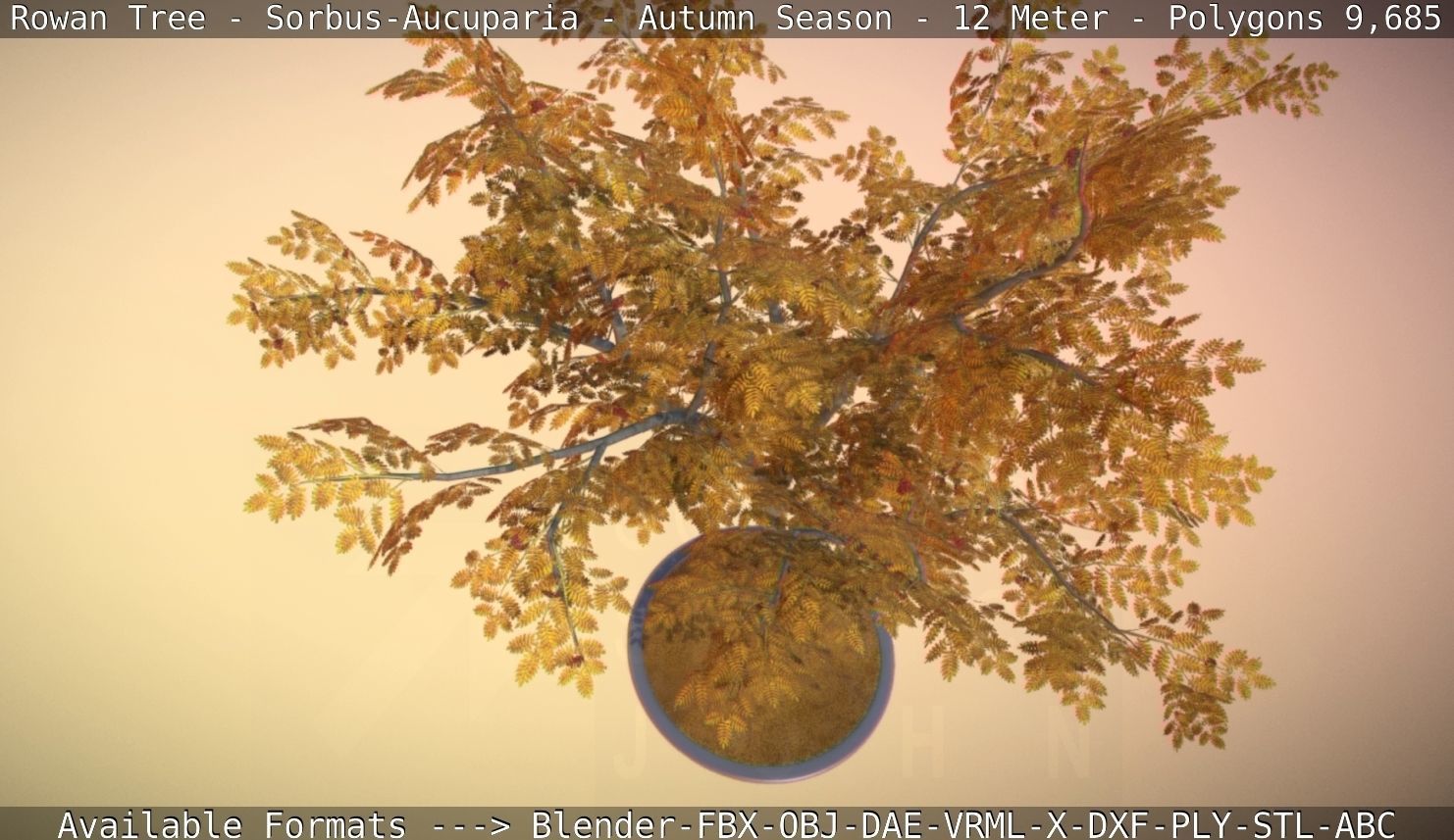 Rowan Tree - Sorbus-Aucuparia - 12m - All Season Package Low-poly 3D model_54