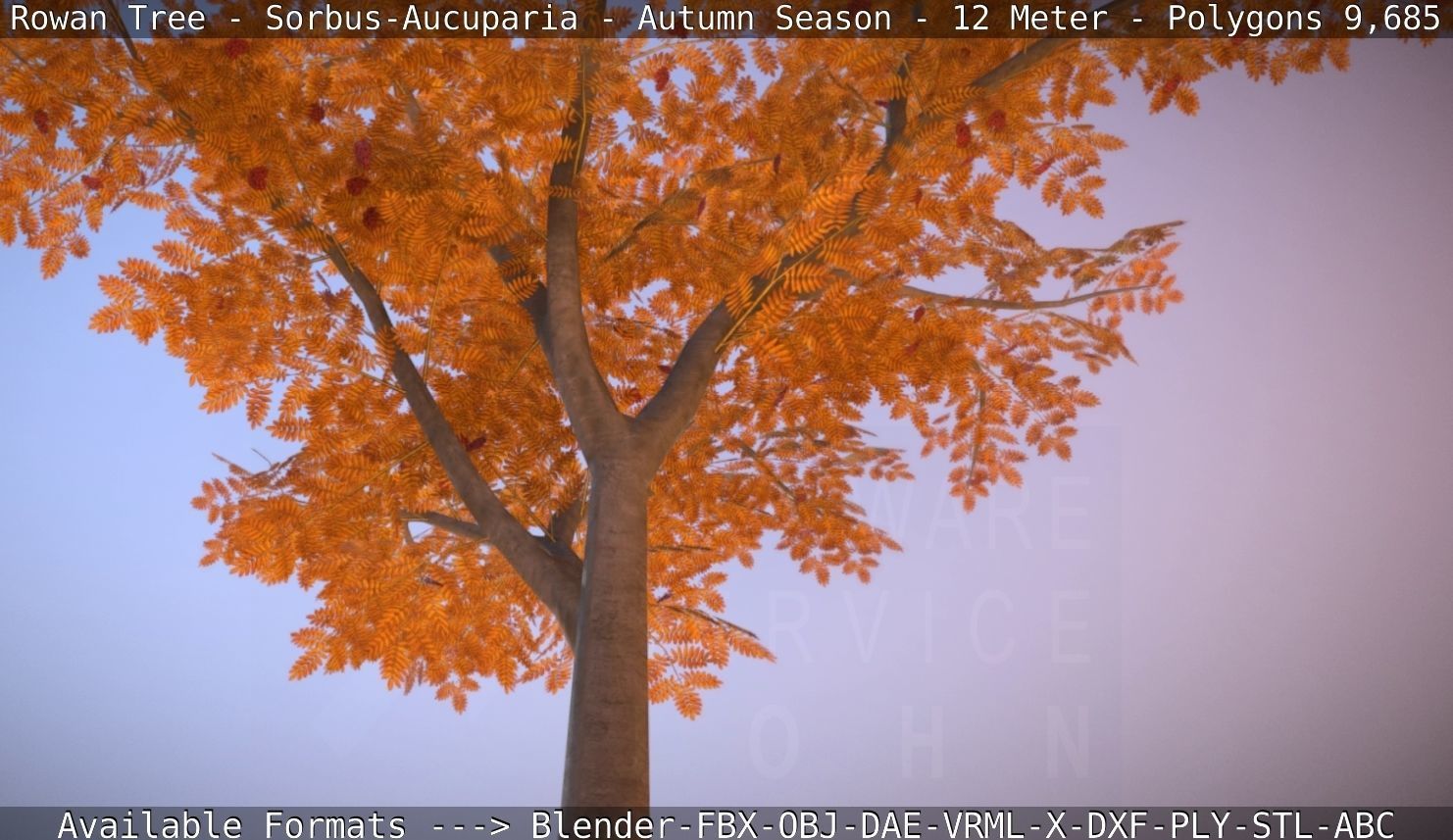 Rowan Tree - Sorbus-Aucuparia - 12m - All Season Package Low-poly 3D model_45