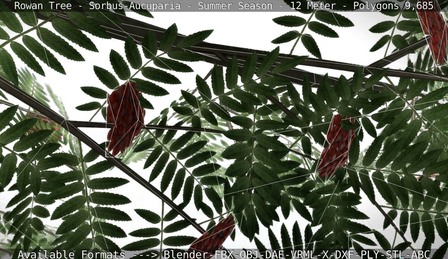 Rowan Tree - Sorbus-Aucuparia - 12m - All Season Package Low-poly 3D model_105