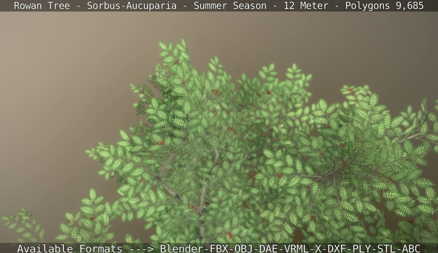 Rowan Tree - Sorbus-Aucuparia - 12m - All Season Package Low-poly 3D model_98