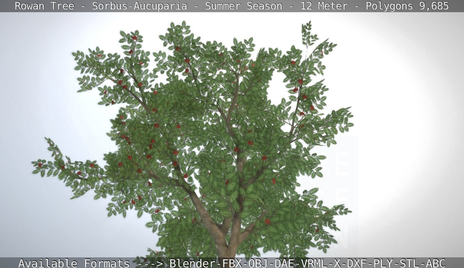 Rowan Tree - Sorbus-Aucuparia - 12m - All Season Package Low-poly 3D model_89