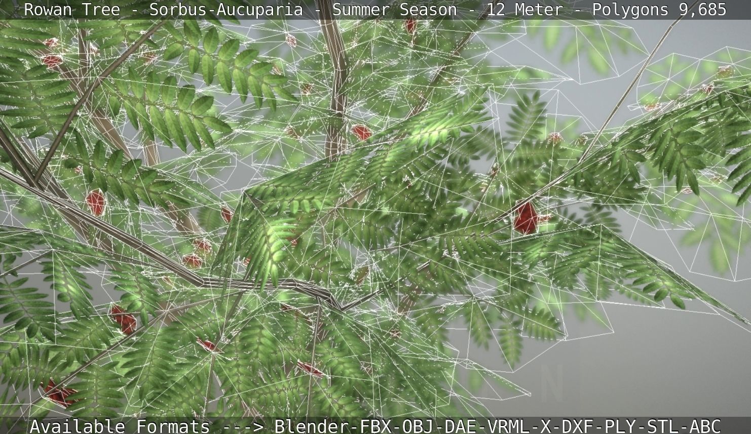 Rowan Tree - Sorbus-Aucuparia - 12m - All Season Package Low-poly 3D model_108