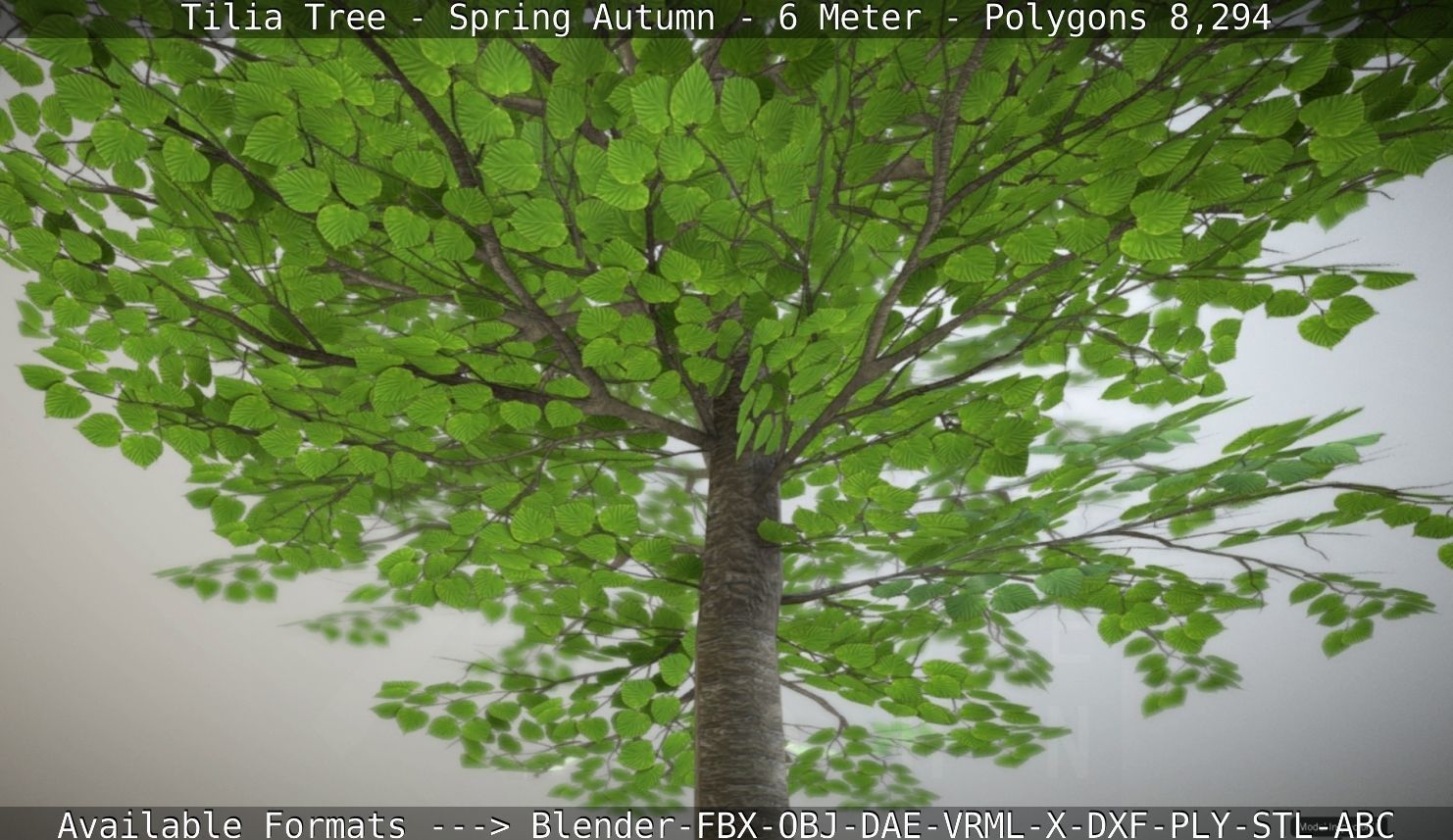 Rowan Tree - Sorbus-Aucuparia - 12m - All Season Package Low-poly 3D model_23