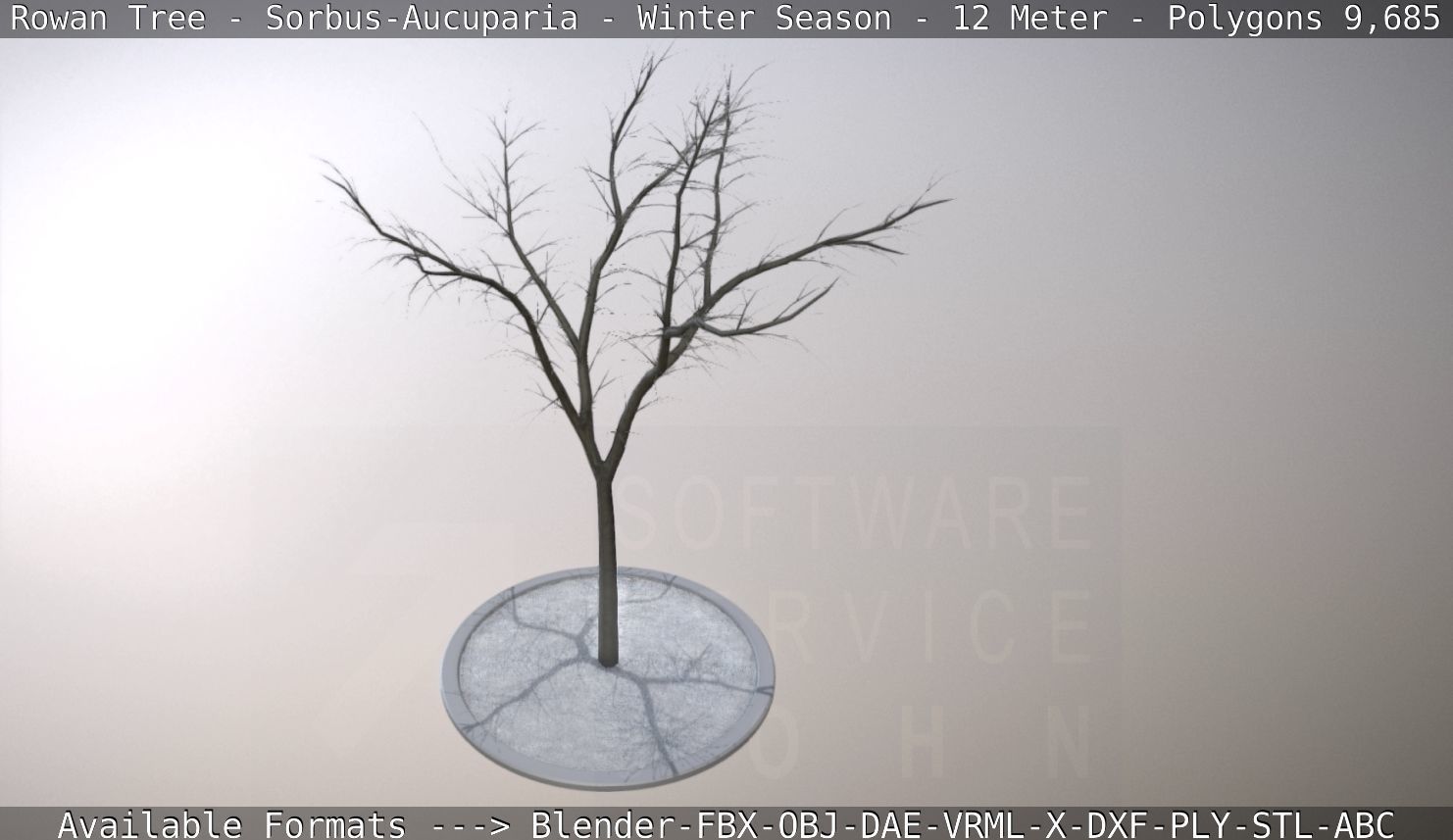 Rowan Tree - Sorbus-Aucuparia - 12m - All Season Package Low-poly 3D model_67