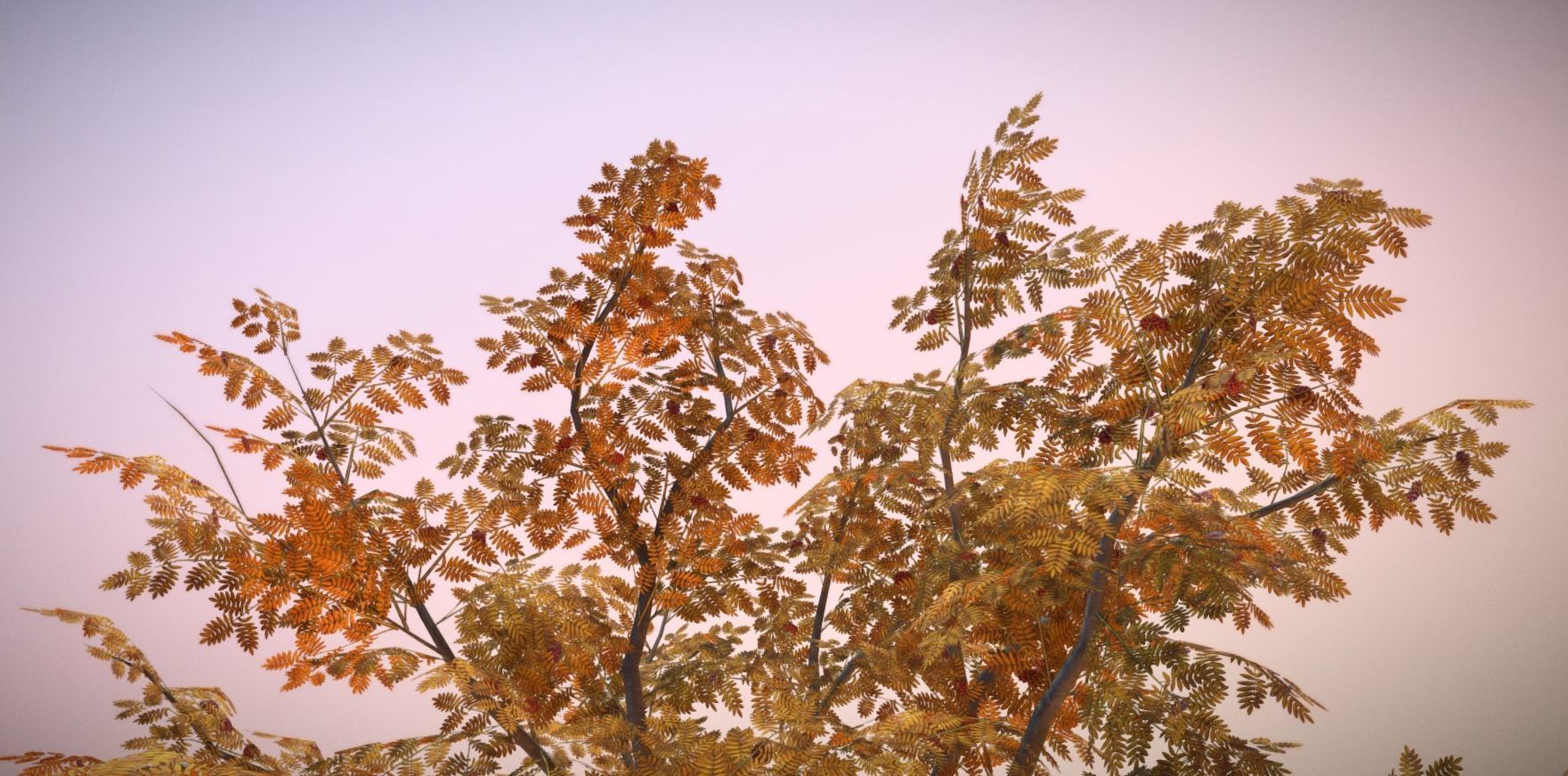 Rowan Tree - Sorbus-Aucuparia - 12m - All Season Package Low-poly 3D model_17