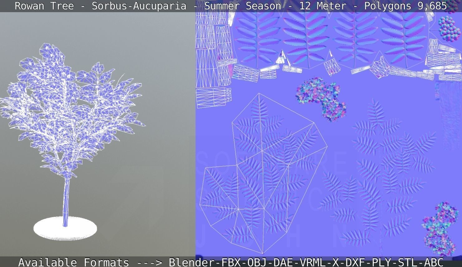 Rowan Tree - Sorbus-Aucuparia - 12m - All Season Package Low-poly 3D model_91