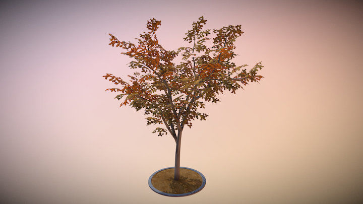 Rowan Tree - Sorbus-Aucuparia - 12m - All Season Package Low-poly 3D model_1