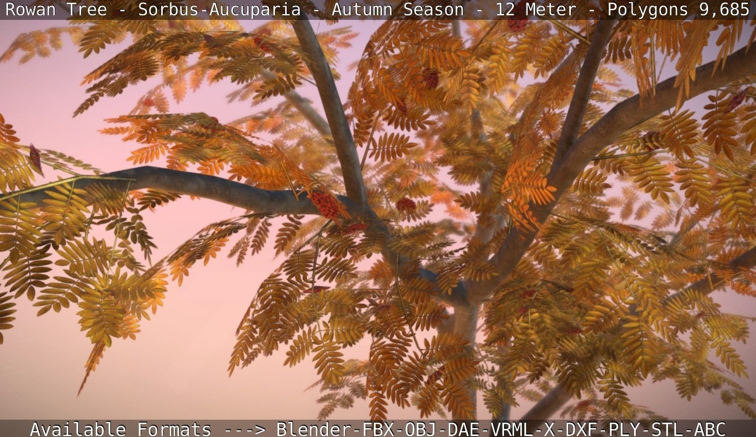 Rowan Tree - Sorbus-Aucuparia - 12m - All Season Package Low-poly 3D model_57