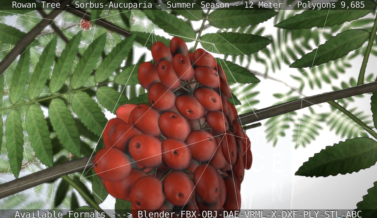 Rowan Tree - Sorbus-Aucuparia - 12m - All Season Package Low-poly 3D model_100