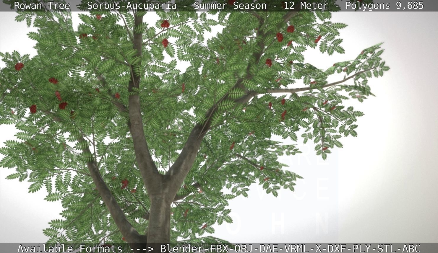 Rowan Tree - Sorbus-Aucuparia - 12m - All Season Package Low-poly 3D model_95