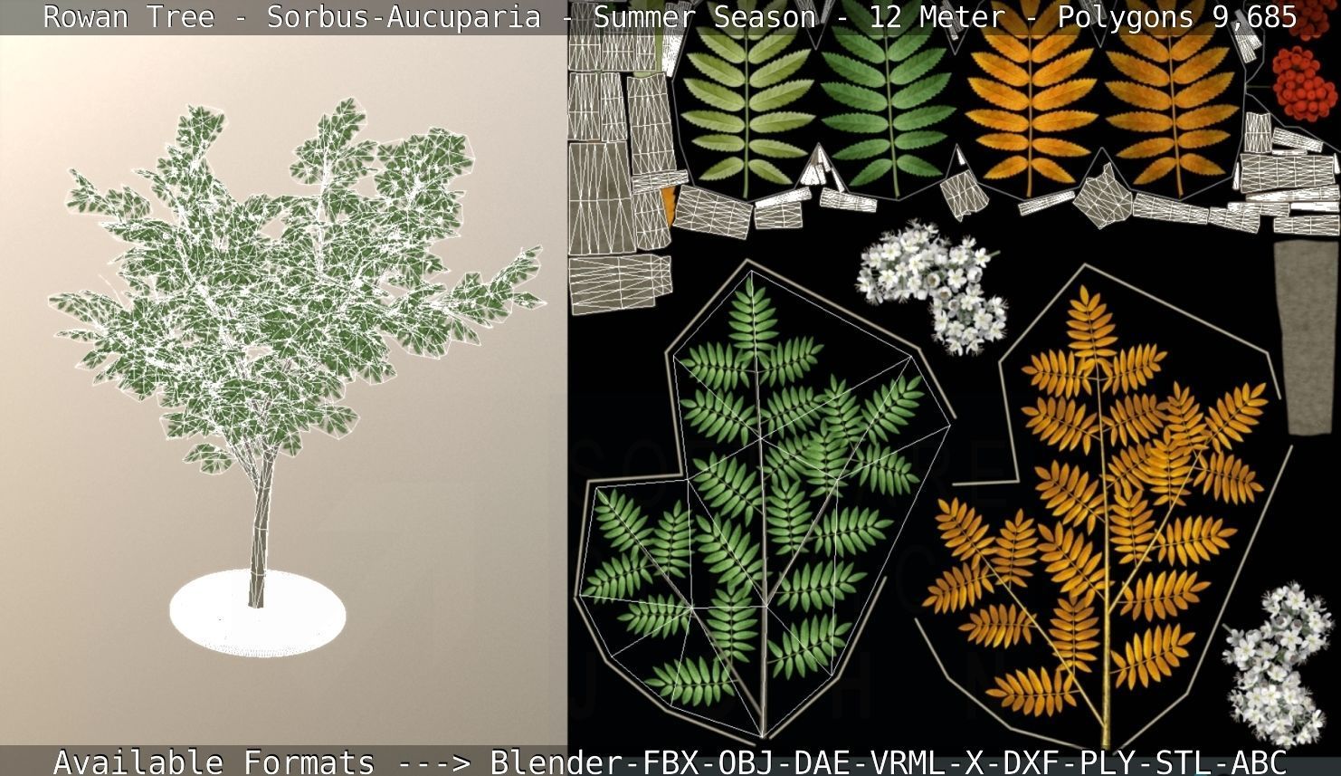 Rowan Tree - Sorbus-Aucuparia - 12m - All Season Package Low-poly 3D model_78