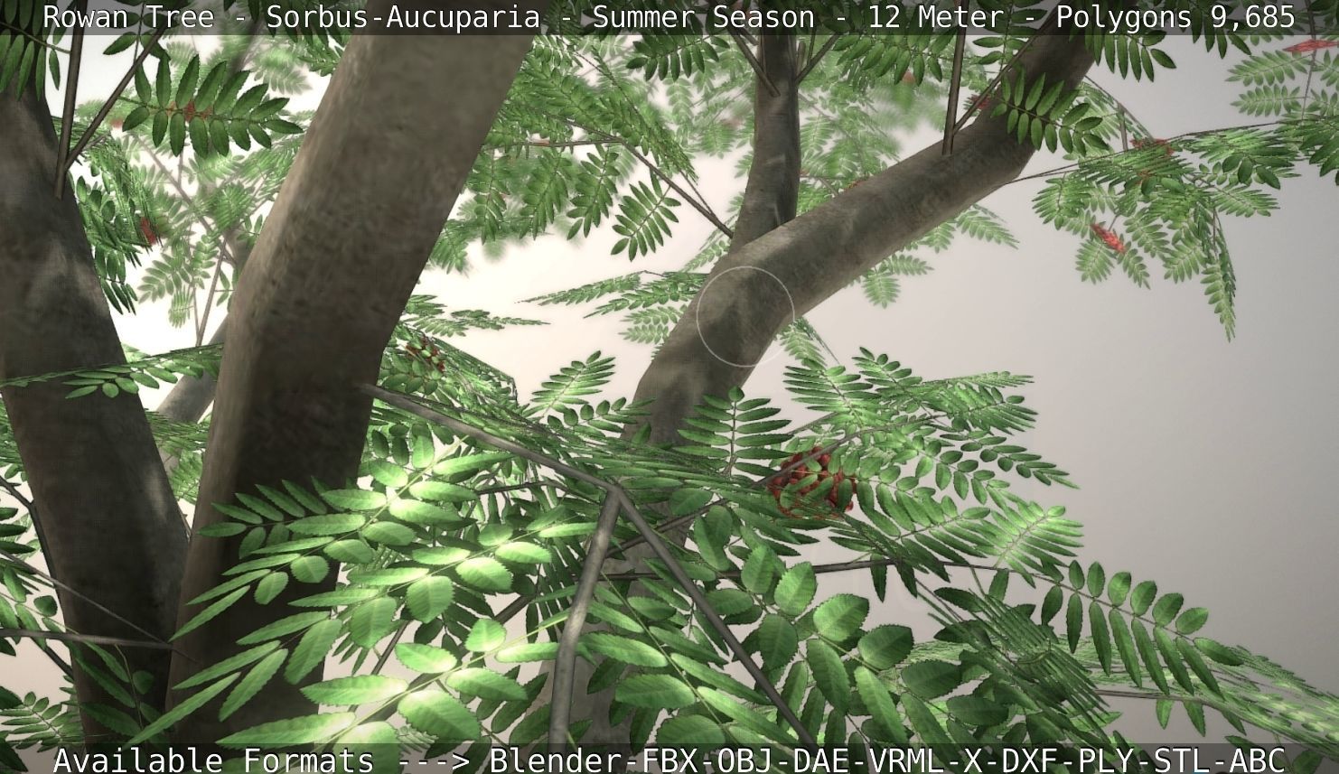 Rowan Tree - Sorbus-Aucuparia - 12m - All Season Package Low-poly 3D model_85