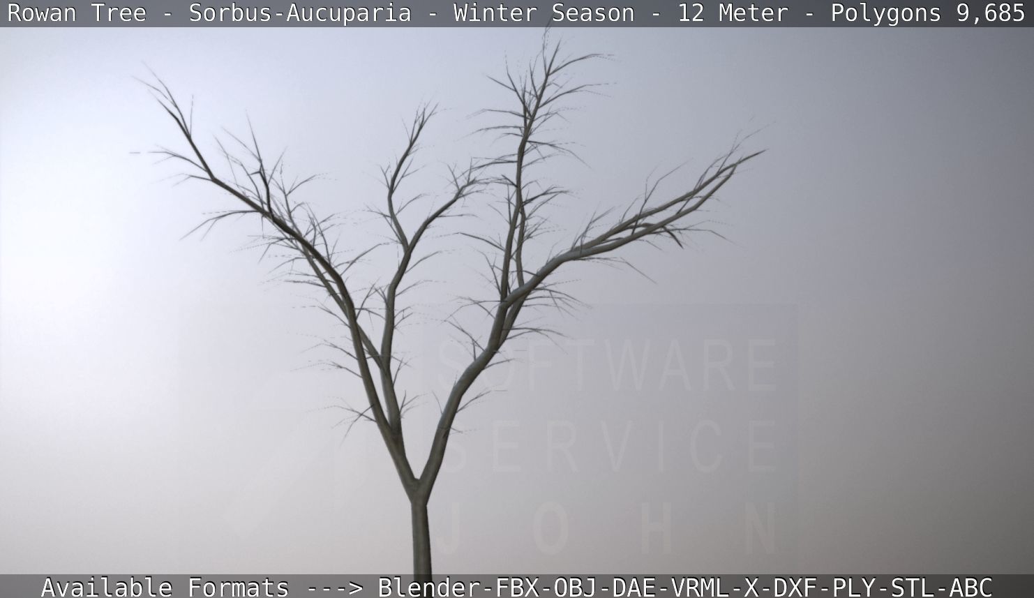 Rowan Tree - Sorbus-Aucuparia - 12m - All Season Package Low-poly 3D model_69