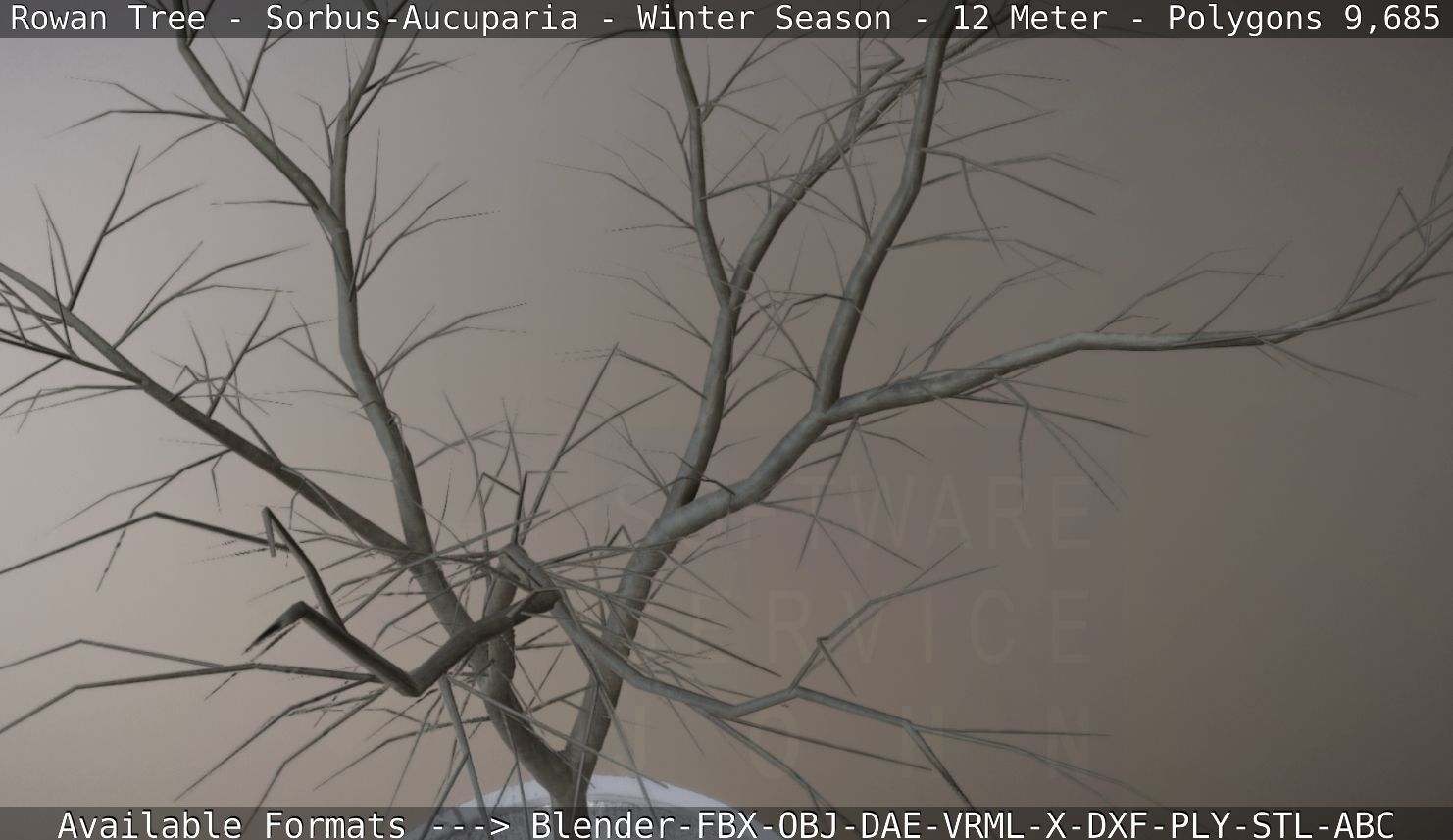 Rowan Tree - Sorbus-Aucuparia - 12m - All Season Package Low-poly 3D model_73