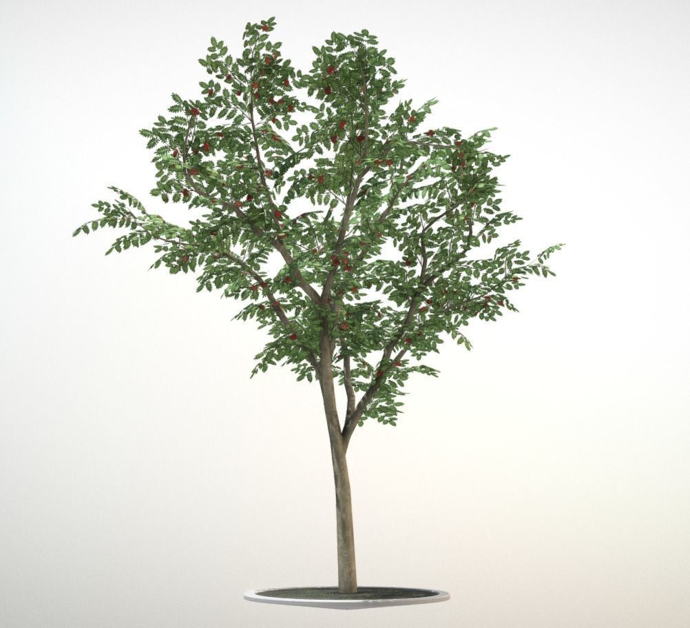 Rowan Tree - Sorbus-Aucuparia - 12m - All Season Package Low-poly 3D model_10