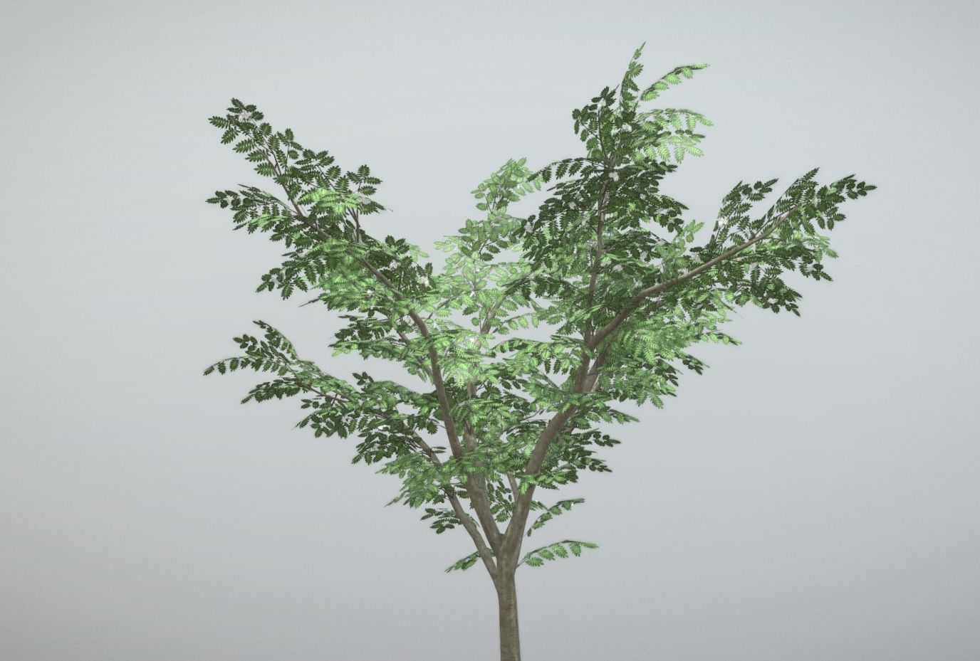 Rowan Tree - Sorbus-Aucuparia - 12m - All Season Package Low-poly 3D model_6
