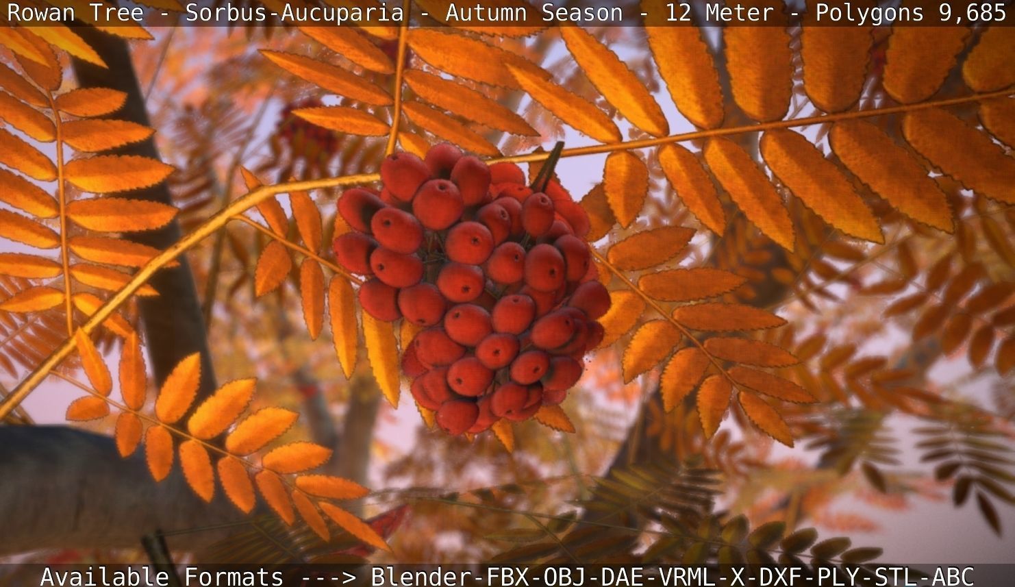 Rowan Tree - Sorbus-Aucuparia - 12m - All Season Package Low-poly 3D model_58