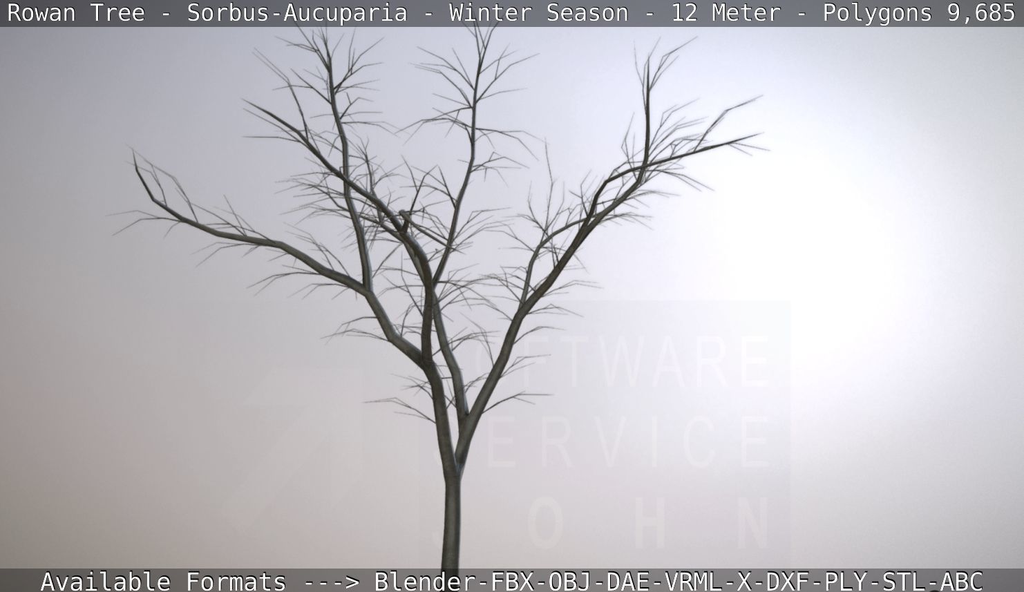 Rowan Tree - Sorbus-Aucuparia - 12m - All Season Package Low-poly 3D model_70