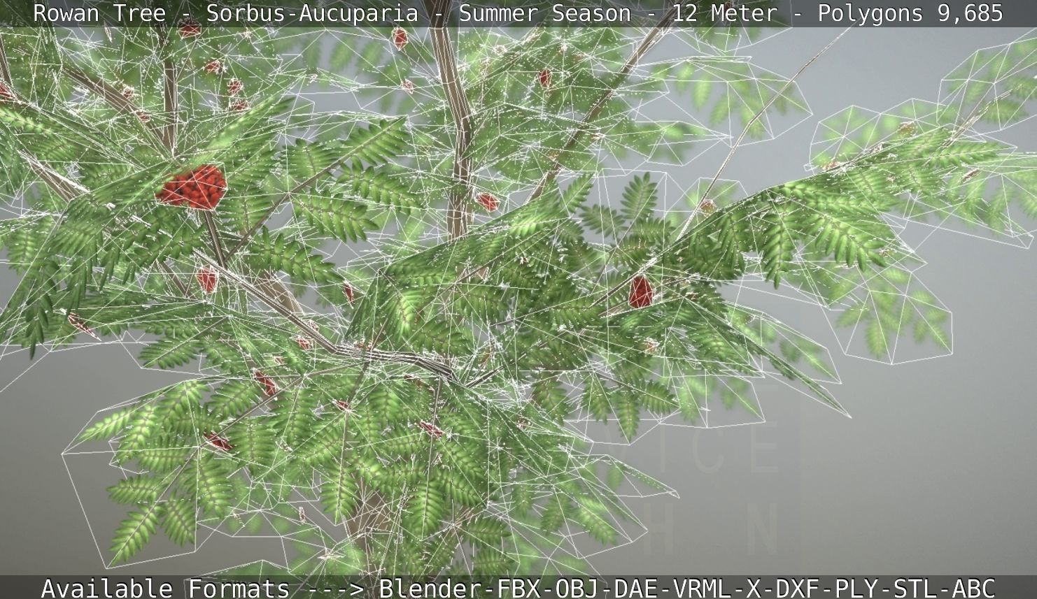 Rowan Tree - Sorbus-Aucuparia - 12m - All Season Package Low-poly 3D model_111