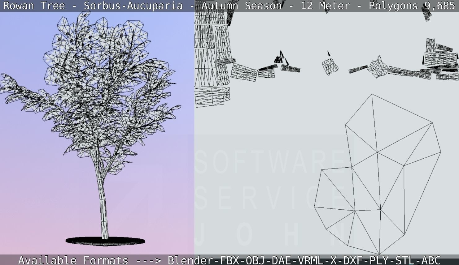 Rowan Tree - Sorbus-Aucuparia - 12m - All Season Package Low-poly 3D model_48