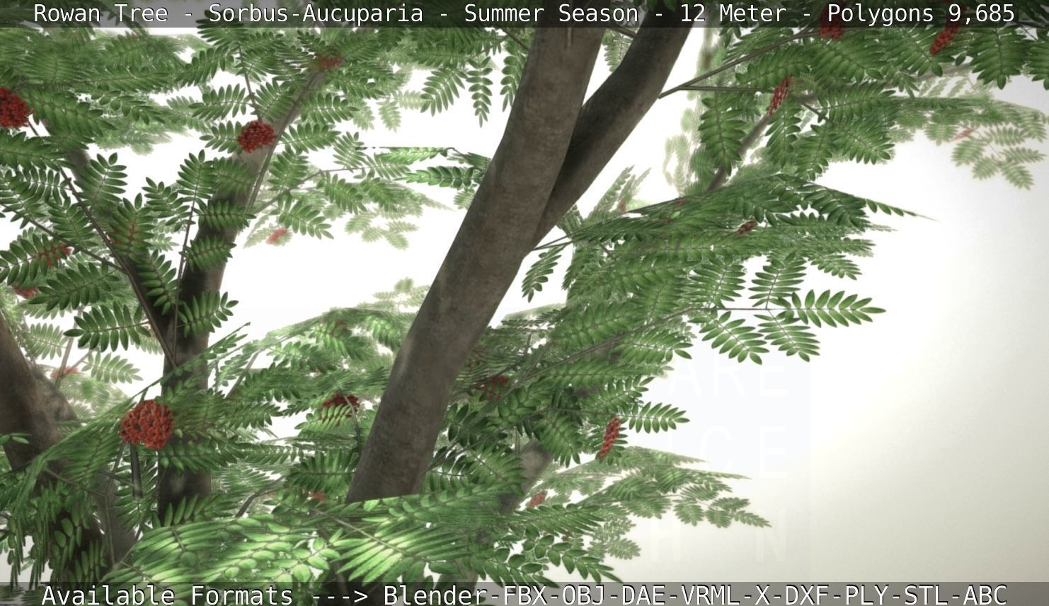 Rowan Tree - Sorbus-Aucuparia - 12m - All Season Package Low-poly 3D model_94