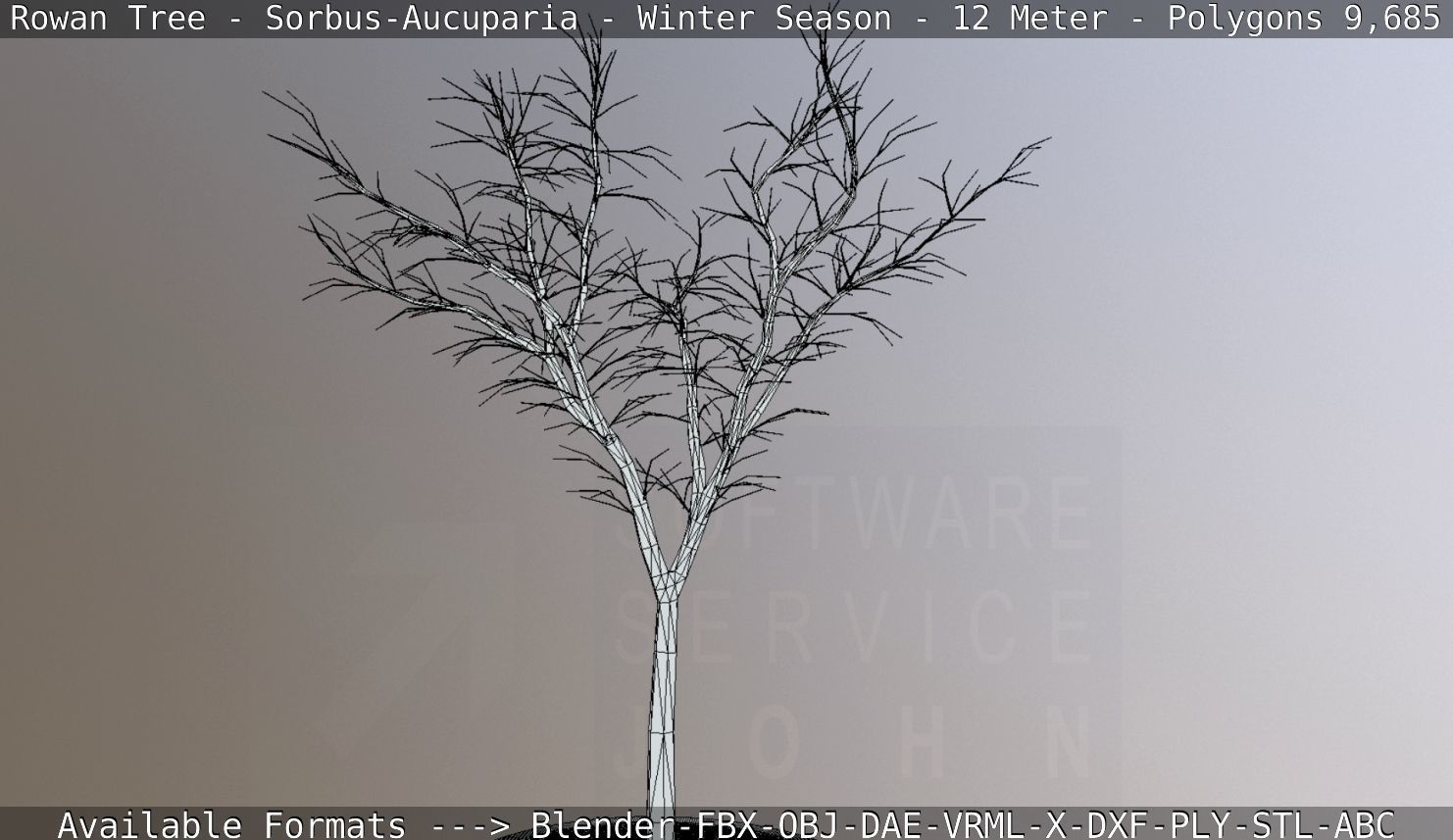 Rowan Tree - Sorbus-Aucuparia - 12m - All Season Package Low-poly 3D model_72