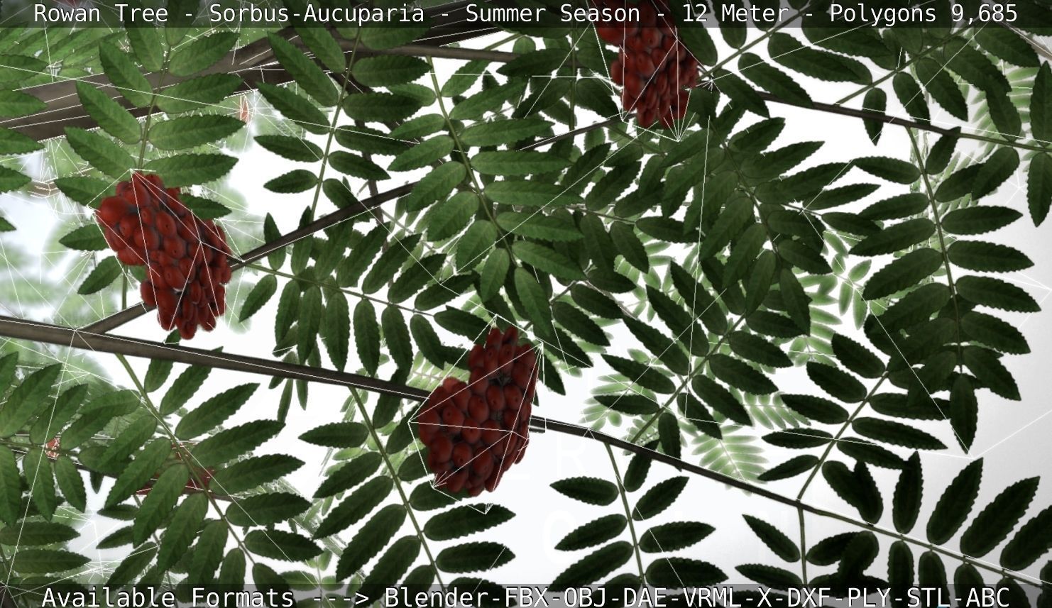 Rowan Tree - Sorbus-Aucuparia - 12m - All Season Package Low-poly 3D model_103