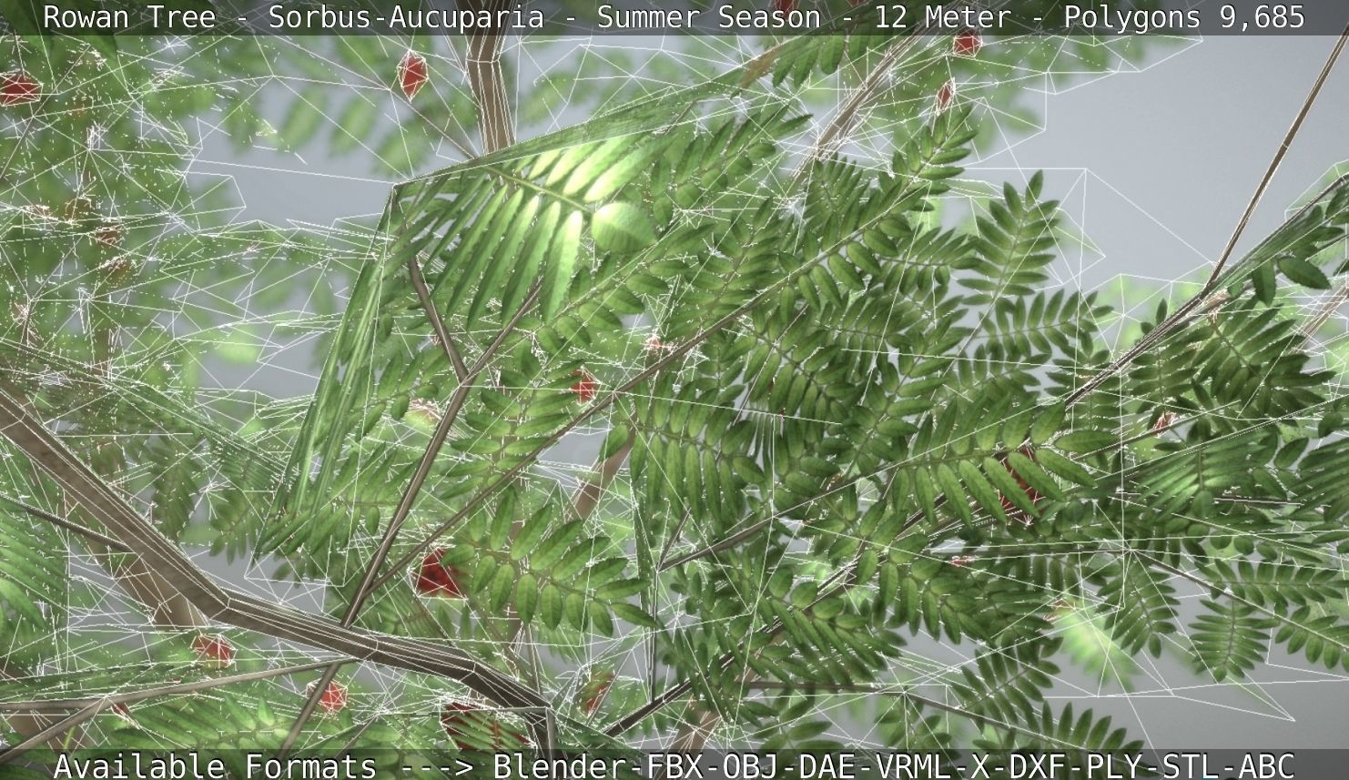 Rowan Tree - Sorbus-Aucuparia - 12m - All Season Package Low-poly 3D model_109