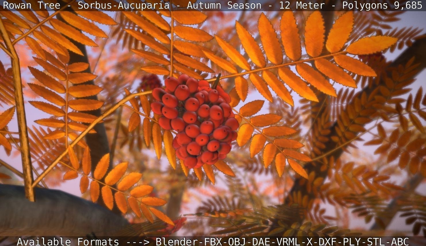Rowan Tree - Sorbus-Aucuparia - 12m - All Season Package Low-poly 3D model_47