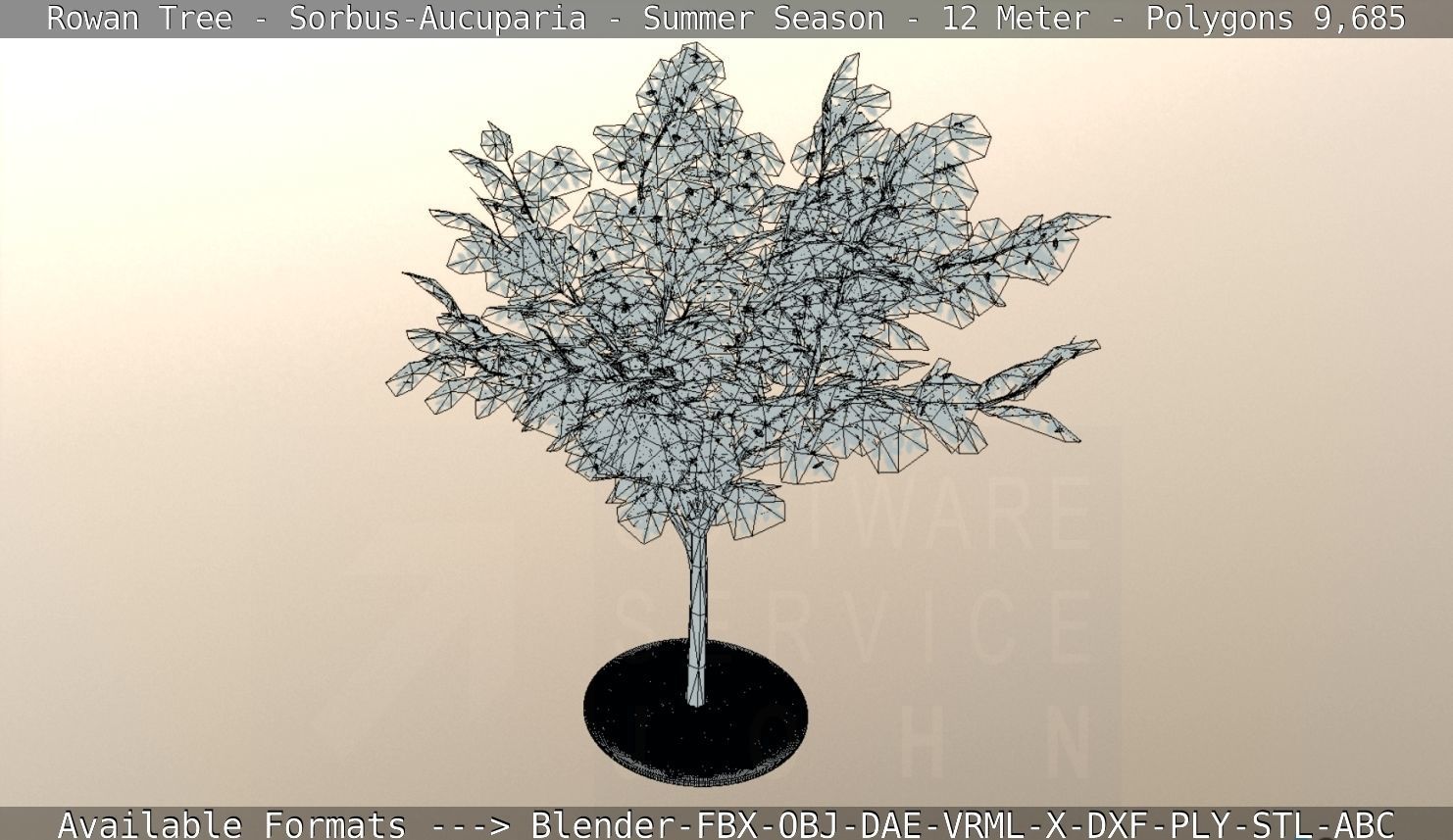 Rowan Tree - Sorbus-Aucuparia - 12m - All Season Package Low-poly 3D model_79