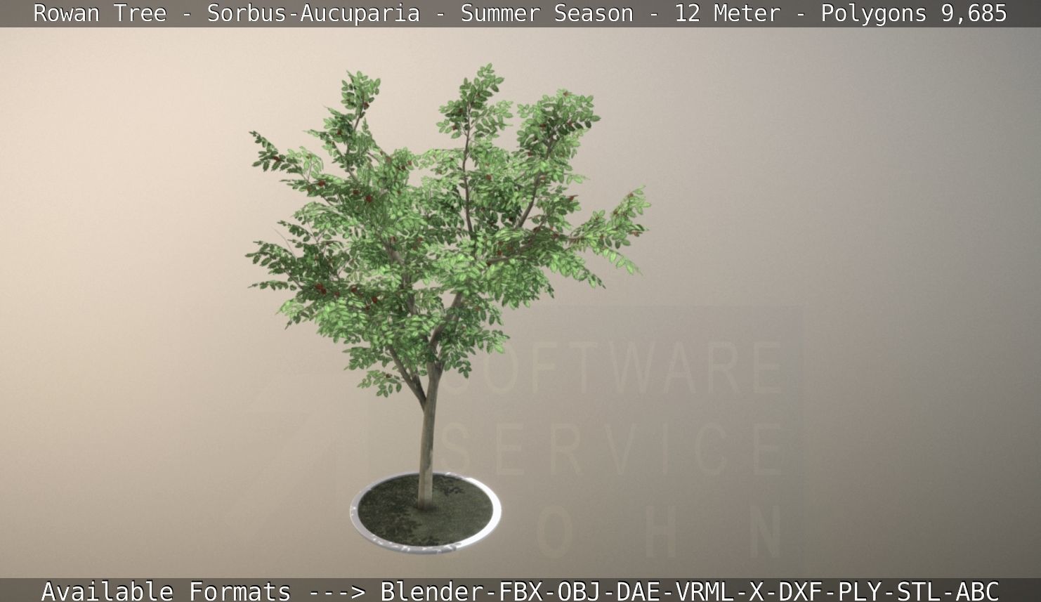 Rowan Tree - Sorbus-Aucuparia - 12m - All Season Package Low-poly 3D model_102