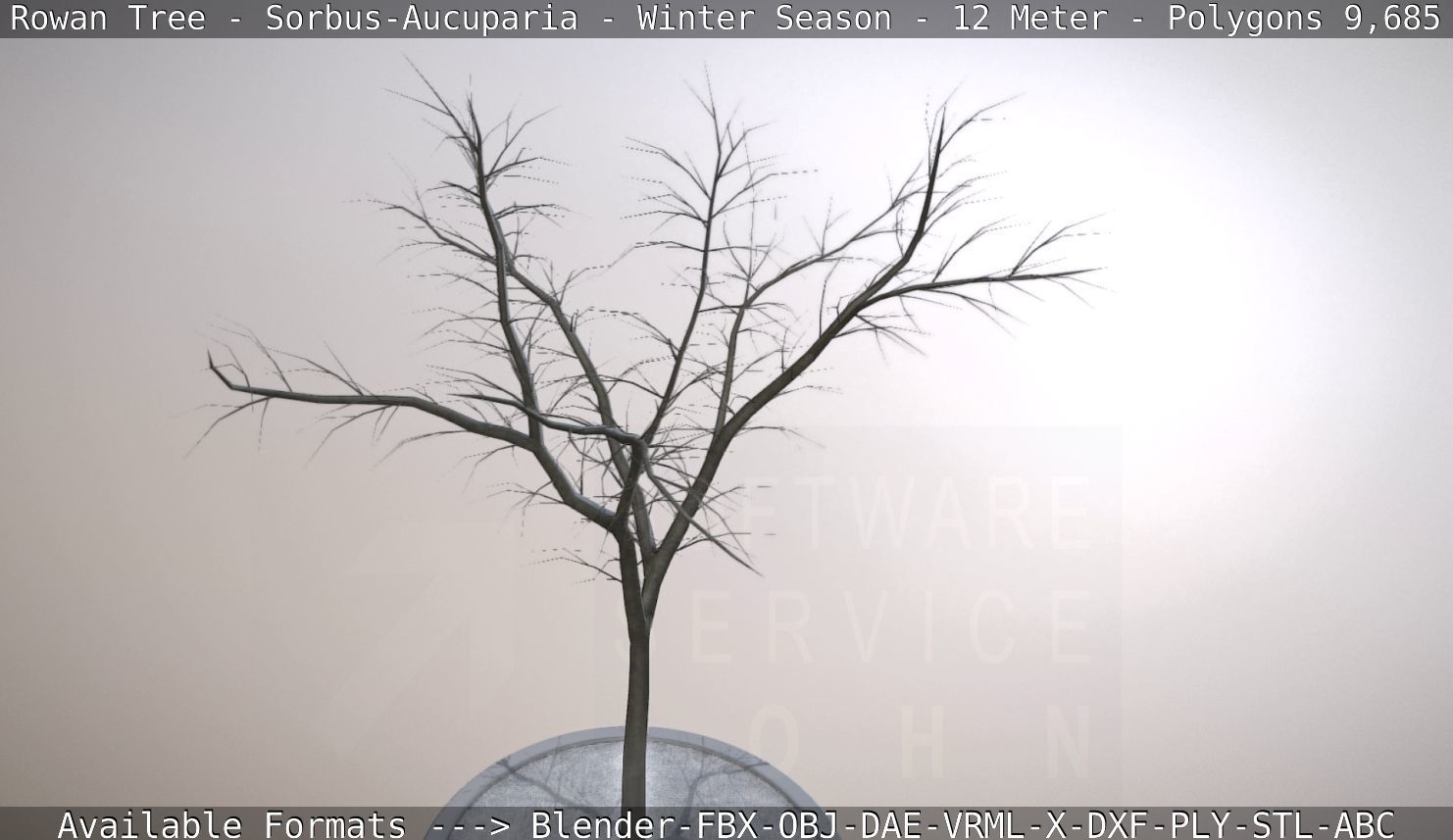 Rowan Tree - Sorbus-Aucuparia - 12m - All Season Package Low-poly 3D model_71