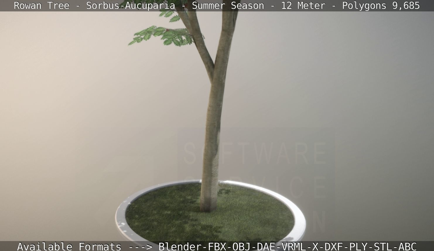 Rowan Tree - Sorbus-Aucuparia - 12m - All Season Package Low-poly 3D model_81