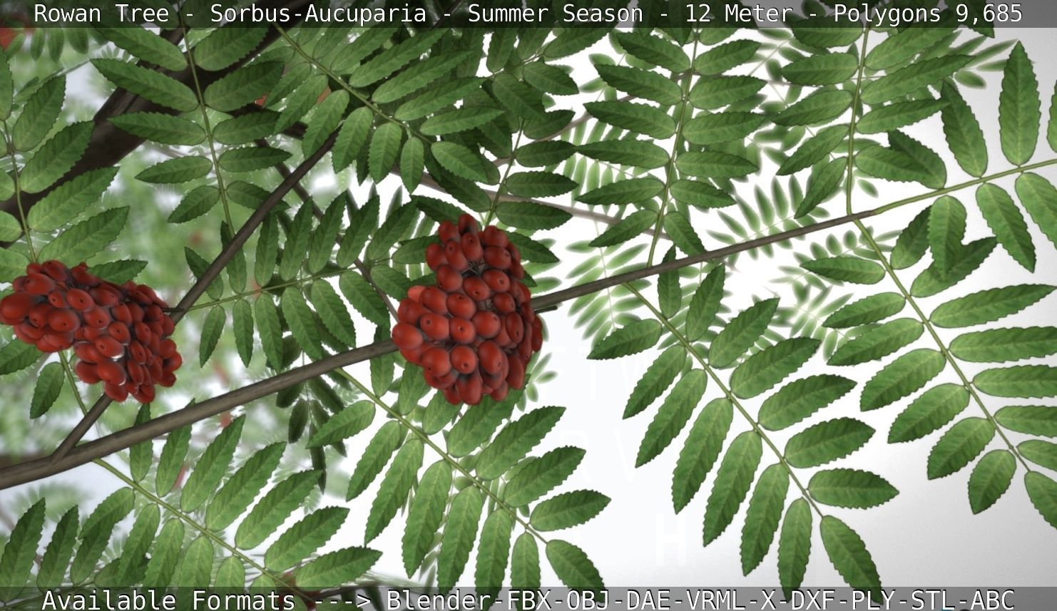 Rowan Tree - Sorbus-Aucuparia - 12m - All Season Package Low-poly 3D model_88