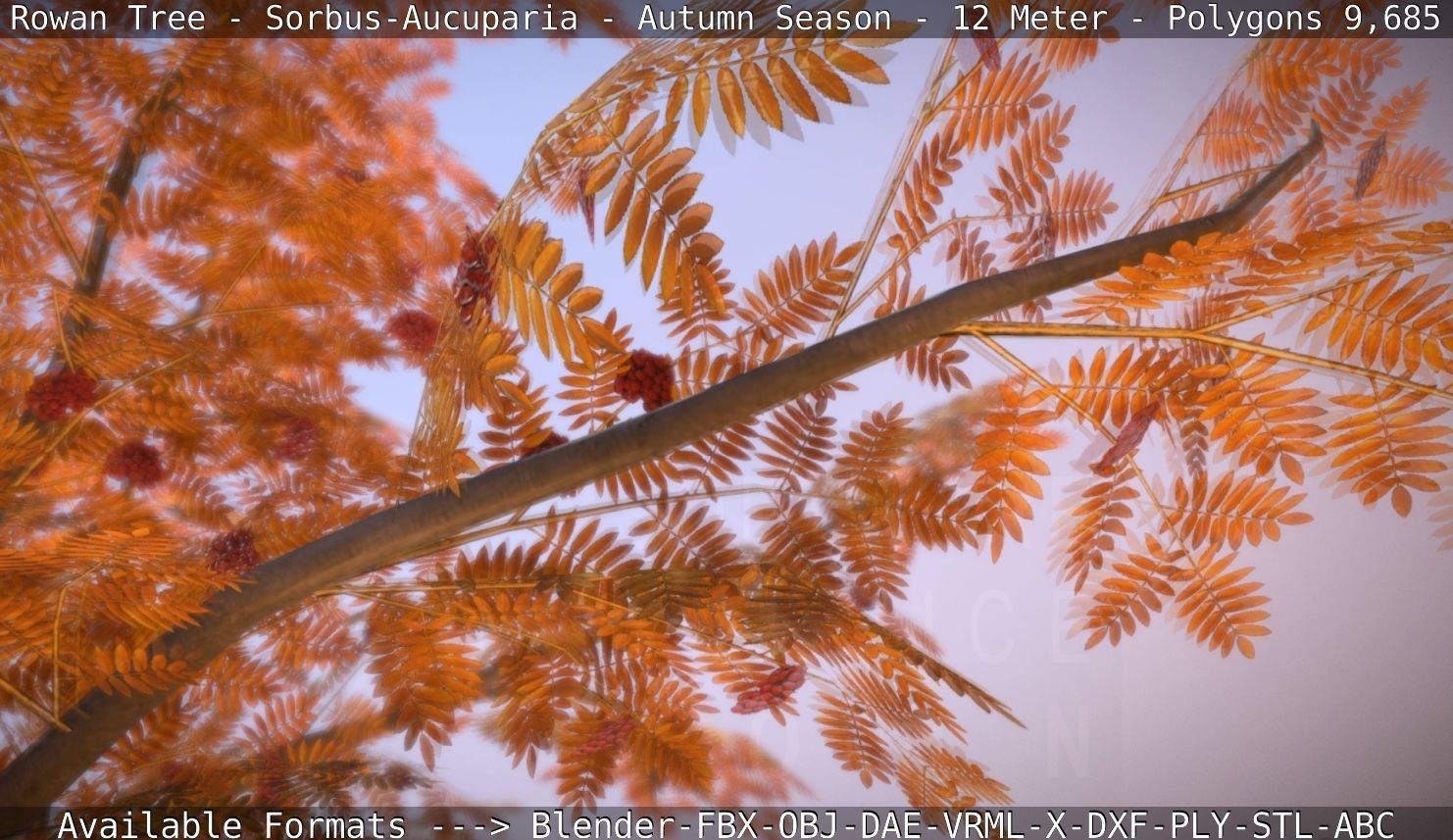 Rowan Tree - Sorbus-Aucuparia - 12m - All Season Package Low-poly 3D model_50