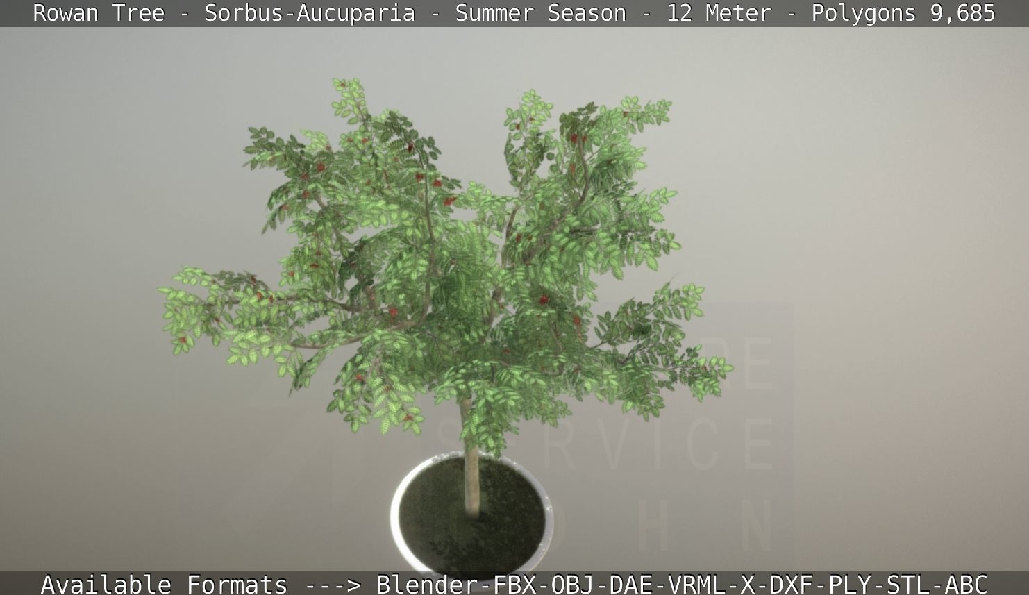 Rowan Tree - Sorbus-Aucuparia - 12m - All Season Package Low-poly 3D model_76