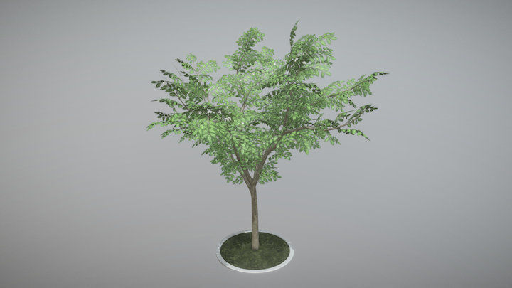 Rowan Tree - Sorbus-Aucuparia - 12m - All Season Package Low-poly 3D model_2